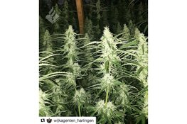 Politie ontdekt hennepplantage met 335 planten