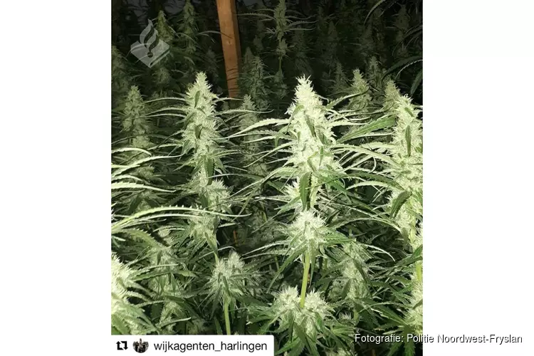 Politie ontdekt hennepplantage met 335 planten