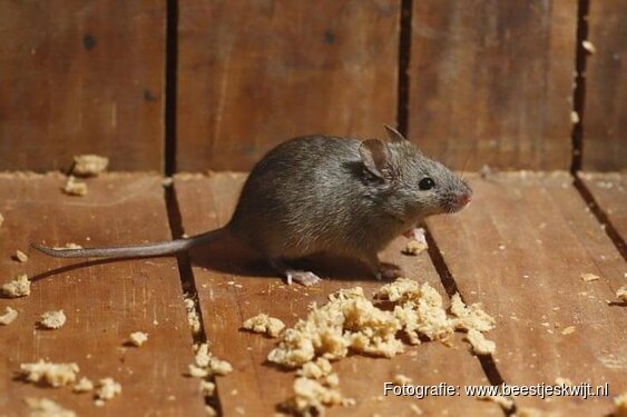 Het wordt kouder: muizen en ratten zoeken beschutting: "Ze komen via piepkleine gaatjes je huis binnen"