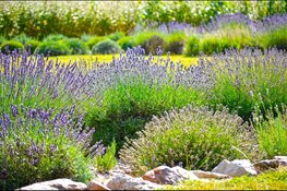 Interreg project PolliConnect gestart voor bestuivende insecten