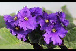 Werkcentrum Fryslân: één centraal loket voor alle vragen over werk