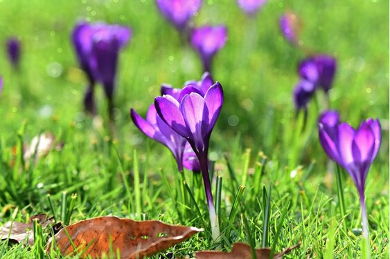 Zachter weer met zonnige perioden, maar temperatuurverschillen blijven