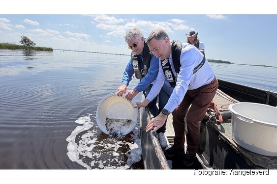 368.500 jonge palingen uitgezet in Friese wateren