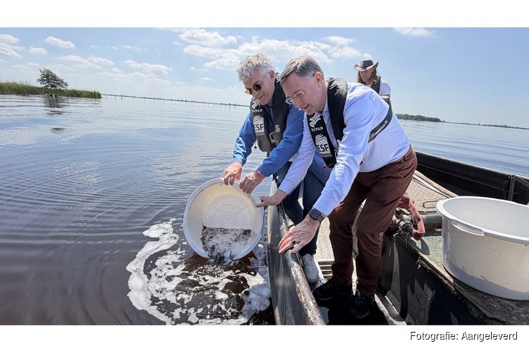 368.500 jonge palingen uitgezet in Friese wateren